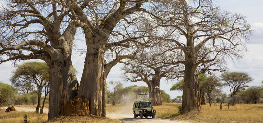 Ruaha Self drive Safaris in Tanzania