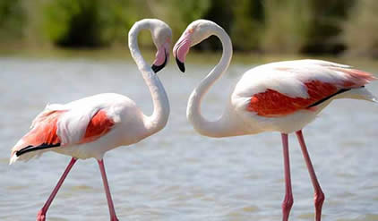 Flamingos in Lake manyara