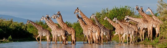 selous-wildlife-giraffe- Safaris Tanzania