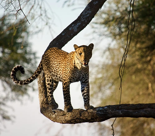 Self-drive Safaris Tanzania - Katavi National Park